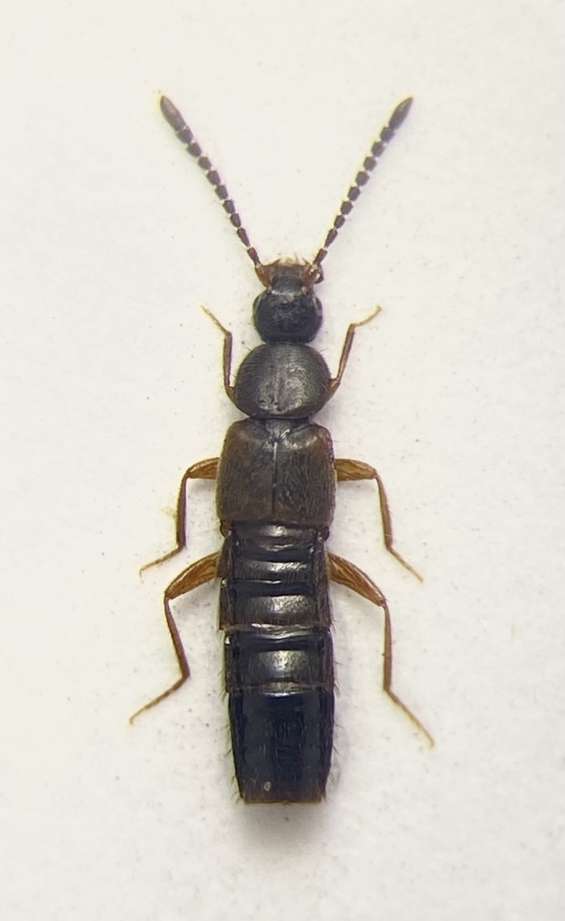 Atheta circulicollis