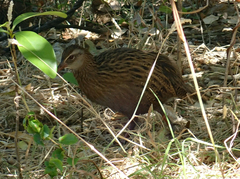 Gallirallus australis hectori