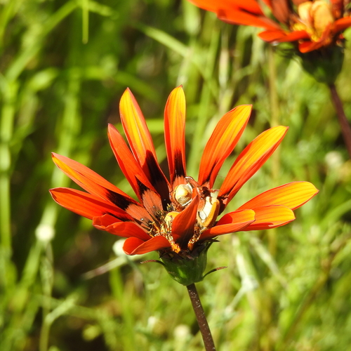 Image of Gazania rigida by (c) Noeleen du Toit, some rights reserved (CC BY-SA)