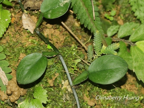 Pothos chinensis iNat (1)