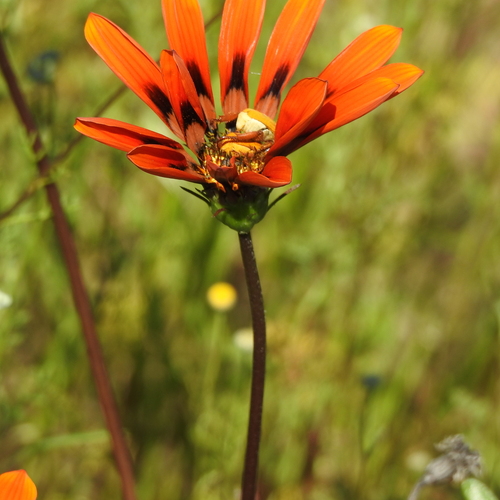 Image of Gazania rigida by (c) Noeleen du Toit, some rights reserved (CC BY-SA)