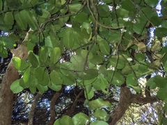 Hedycarya arborea