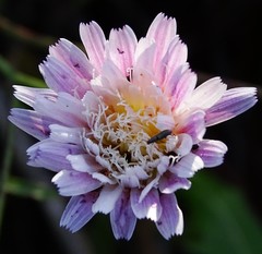 Malacothrix saxatilis