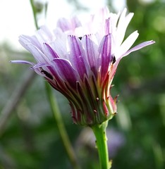 Malacothrix saxatilis