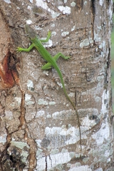 Anolis equestris