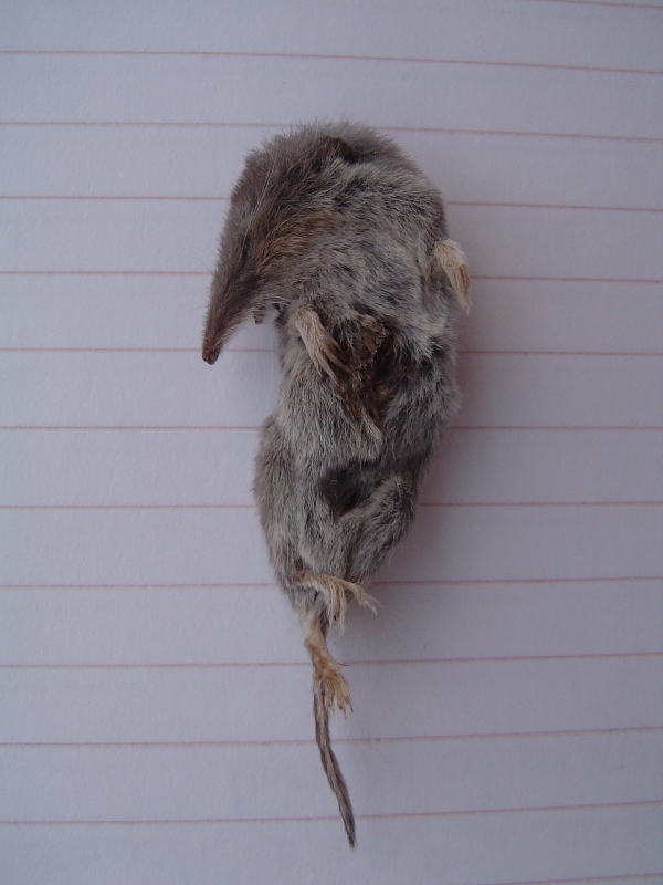 Cockrum's Gray Shrew