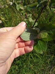 Salix aurita