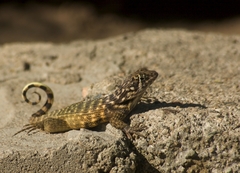 Leiocephalus carinatus