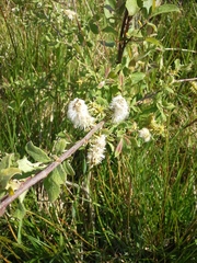 Salix aurita