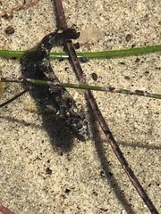 Paraclinus integripinnis