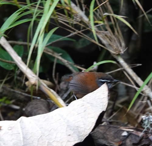Hermit Wood Wren (Henicorhina anachoreta), photo 6