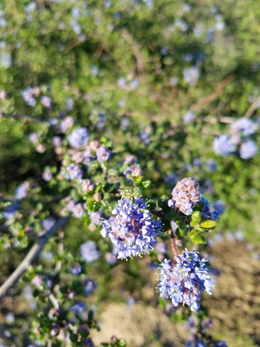 Nipomo Mesa Ceanothus