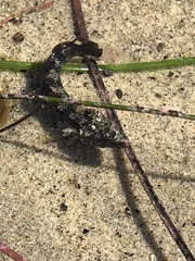 Paraclinus integripinnis