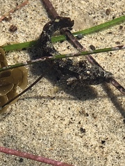 Paraclinus integripinnis