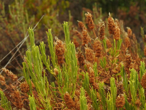 Image of Lavandula viridis by (c) Duarte Frade, some rights reserved (CC BY)
