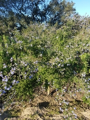 Ceanothus impressus nipomensis
