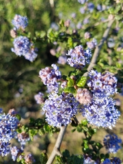 Ceanothus impressus nipomensis