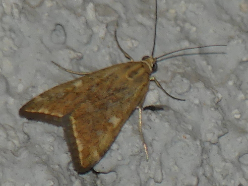 Loxostege sticticalis