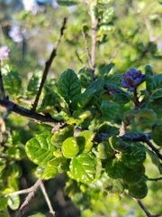Ceanothus impressus nipomensis
