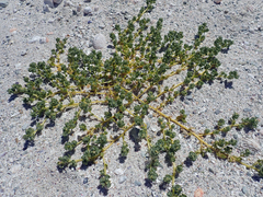 Atriplex billardierei