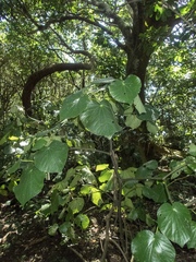 Piper excelsum peltatum