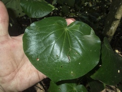 Piper excelsum peltatum