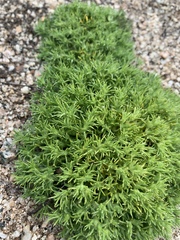 Loeflingia squarrosa