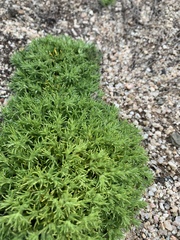 Loeflingia squarrosa