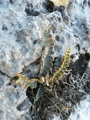 Astrolepis crassifolia