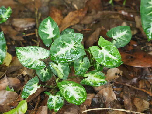 Syngonium podophyllum