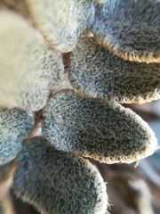Astrolepis crassifolia