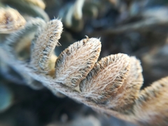 Astrolepis crassifolia