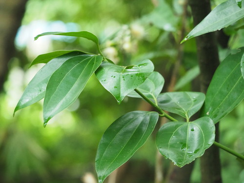 Turougwi (Cinnamomum osmophloeum)