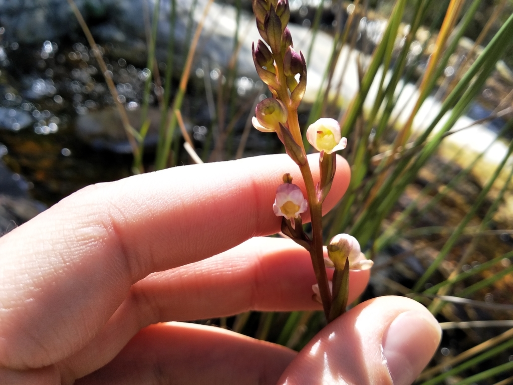 Disa uncinata