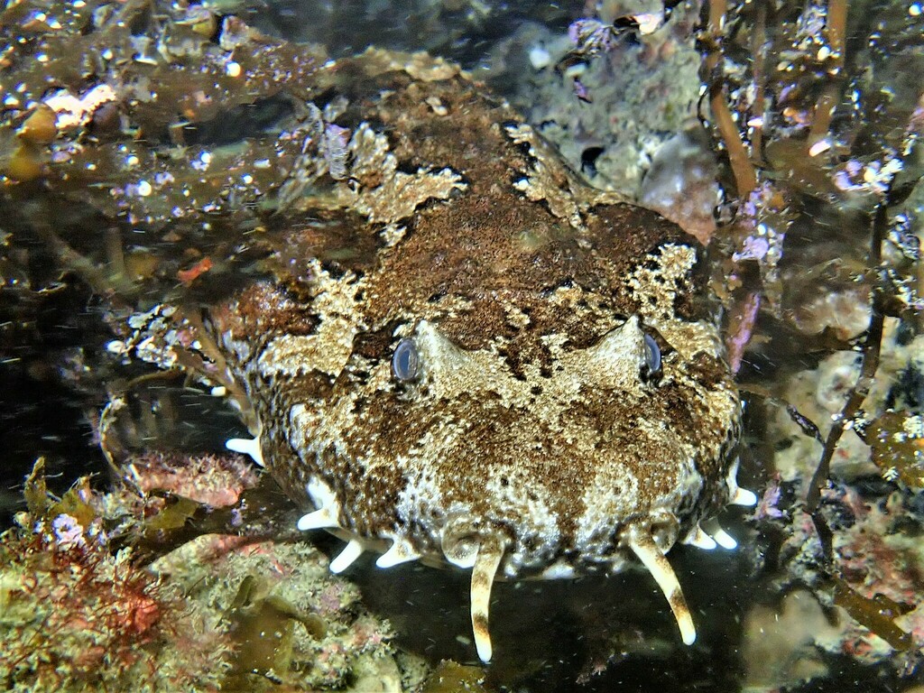 Cobbler Wobbegong