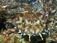 Cobbler Wobbegong photo 1