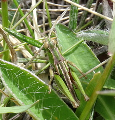 Sigaus campestris