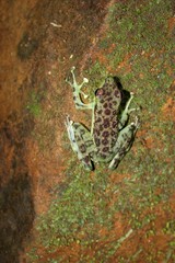 Staurois guttatus