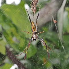 Trichonephila antipodiana