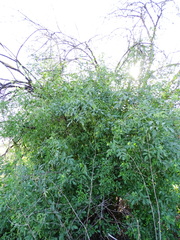 Sambucus cerulea
