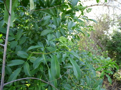 Sambucus cerulea