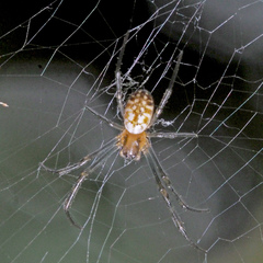 Trichonephila antipodiana