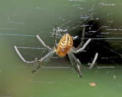 Trichonephila antipodiana