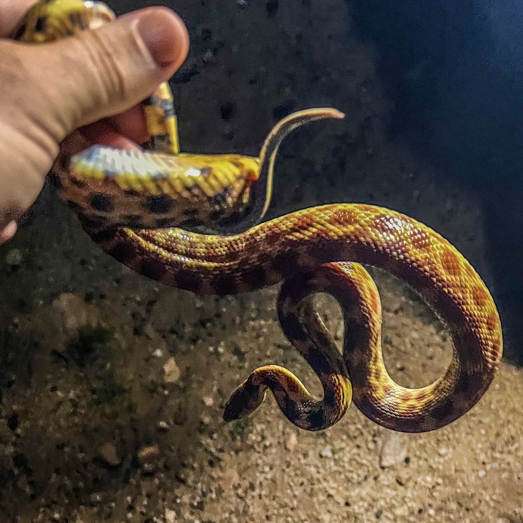 Cape Gopher Snake in September 2023 by mstclaire · iNaturalist