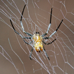 Trichonephila antipodiana