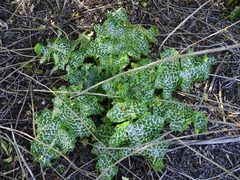Silybum marianum