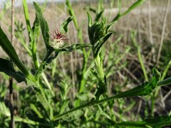 Centaurea melitensis