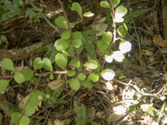 Myrsine aquilonia