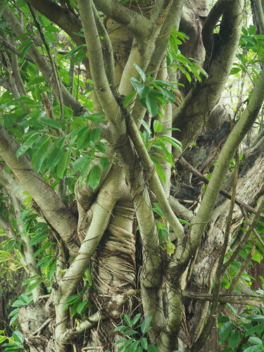 Image of Ficus caulocarpa by no rights reserved