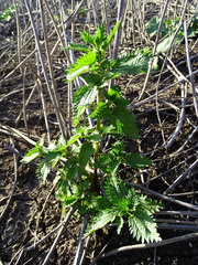 Urtica urens